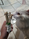 RED CASSAVA 6 live cuttings 5-8Ó Yuca Cassava .Organic Grown- Free Shipping Green Plant