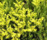 SEDUM WORMLEAF STONECROP Sedum Stenopetalum - 200 Bulk Seeds Garden Plants