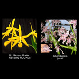 Unique Hybrid BL Richard Mueller x Schomburgkia lyonsii Orchid Plant Orchids