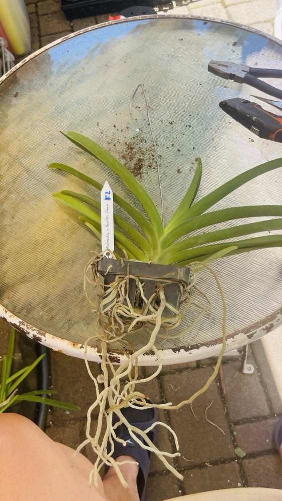 Vanda Kulwadee X Painter Dream #2, Flowering Size Orchid Plant, RARE Orchids