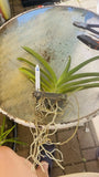 Vanda Kulwadee X Painter Dream #2, Flowering Size Orchid Plant, RARE Orchids