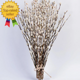 45 Stems 17_Real Dried Pussy Willow Branches for Vas 100% Natural Pussy willows Dried Flower