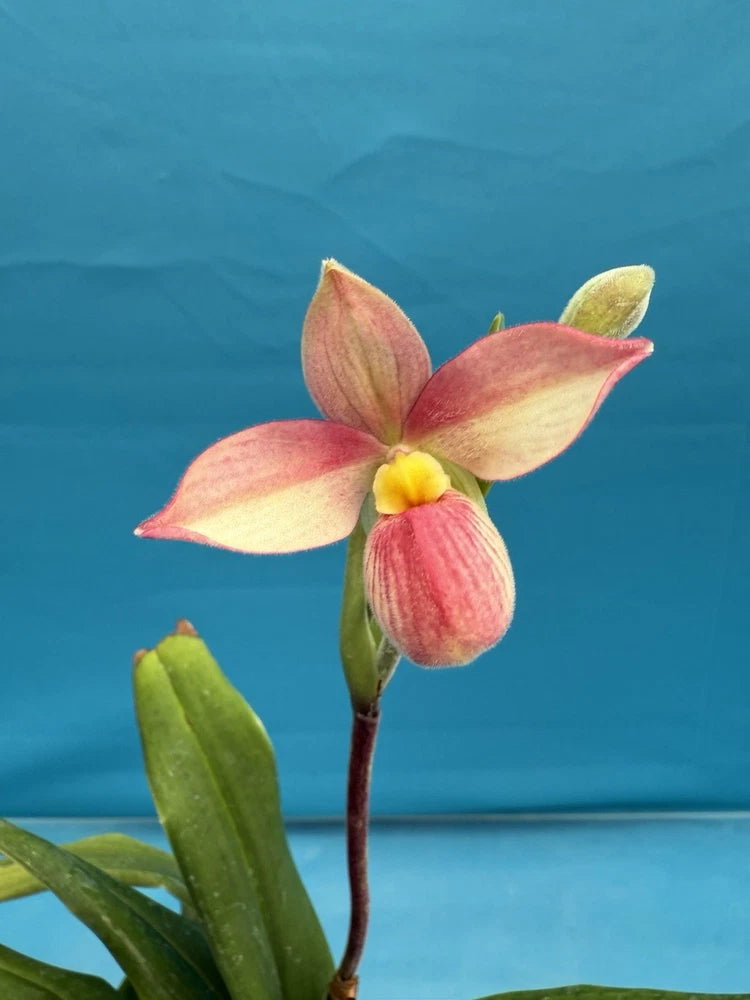 Pink and yellow slipper orchid with two blossoms on green stems