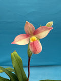 Phragmipedium Hanne Popow Pink Yellow Orchid Hybrid New Growths Fresh 4Ó RePot Orchids