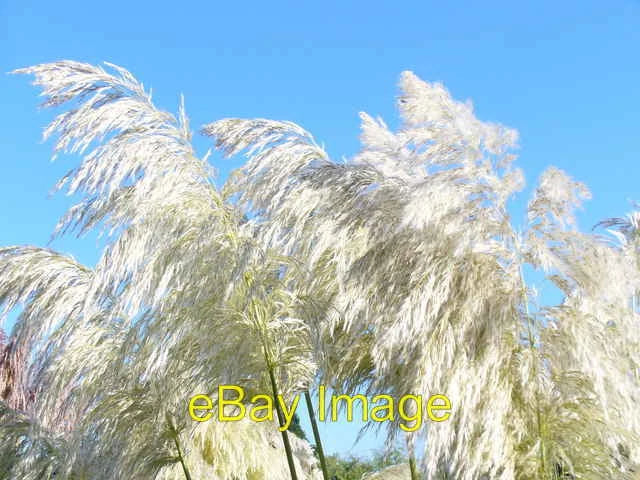 Photo 6x4 Pampas Comes to Wisley Bridge End/TQ0757 Pampas grass fronds g c2008 Pampas Grass
