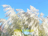 Photo 6x4 Pampas Comes to Wisley Bridge End/TQ0757 Pampas grass fronds g c2008 Pampas Grass