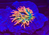Cornbred's Solar Flare BTA Nem - Frag - LIVE CORAL Anemone