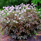 25+ Espresso Geranium Seeds for Garden Planting - USA - FREE SHIPPING! Garden Plants