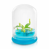Miniature Pitcher Plant Terrarium, Nepenthes Tobaica, Hairy Pitfall Traps, Carni Orchids