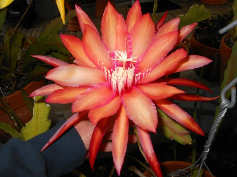 Epiphyllum orchid cactus CORAL DANCER flower with coral-orange petals and pink center