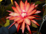 Epiphyllum orchid cactus CORAL DANCER flower with coral-orange petals and pink center