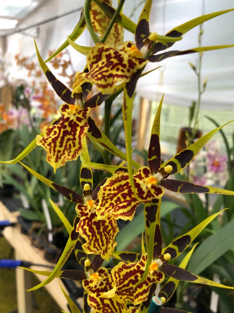 (481-1) Bnfd Gilded Tower 'Mystic Maze'   HCC/AOS       FS Orchids