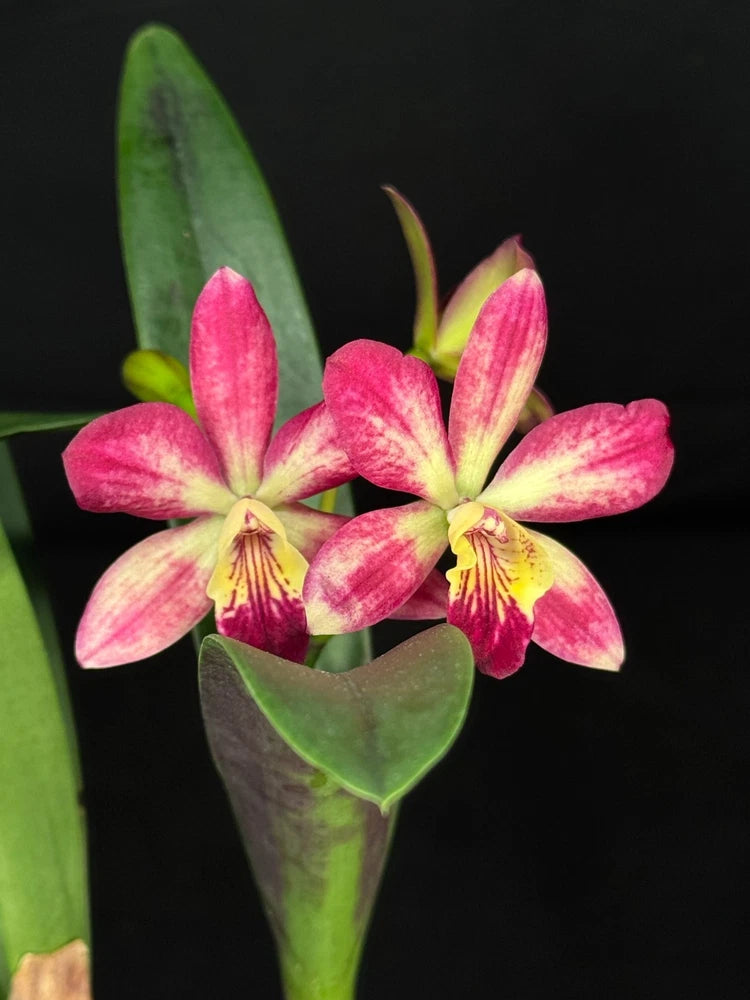 Pink Cattleya orchid with yellow centers and speckled petals, green leaves