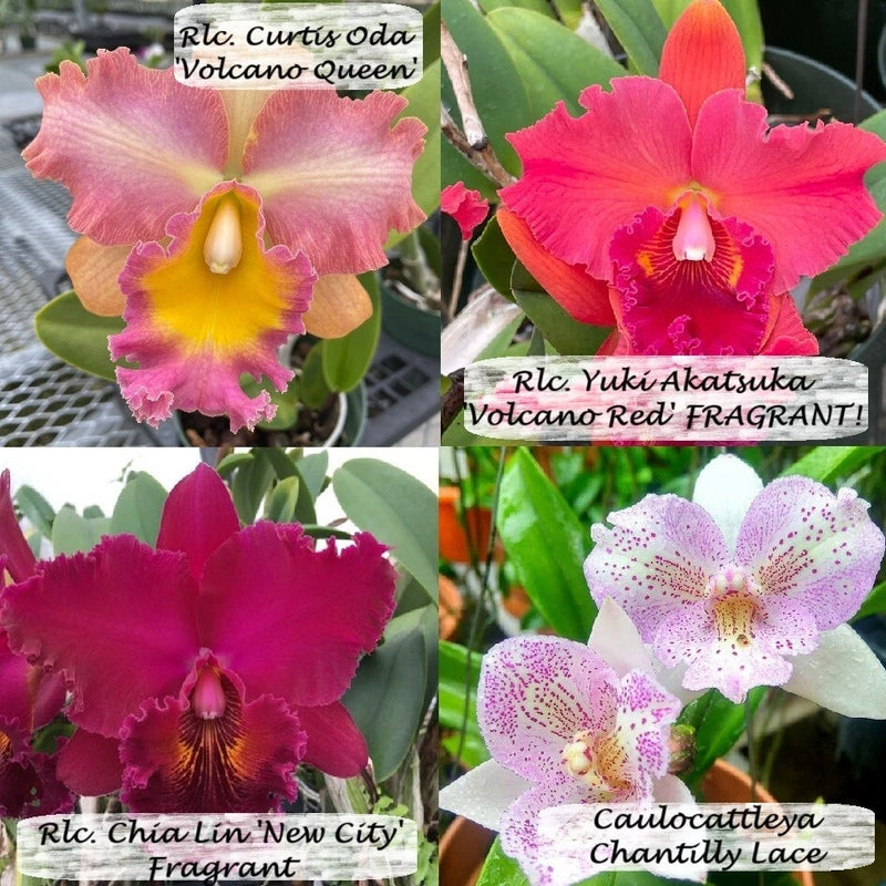Live cattleya orchid multipack with four small plants, featuring colorful flower blooms