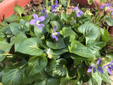 50  Purple Violets Live Plants Bulbs Perennial Bare Root Flower Garden Starters Garden Plants