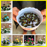 5Pcs Bowl Lotus Flower Seeds Water Lily Home Garden Plants Multi-Color Mix NEW Garden Plants