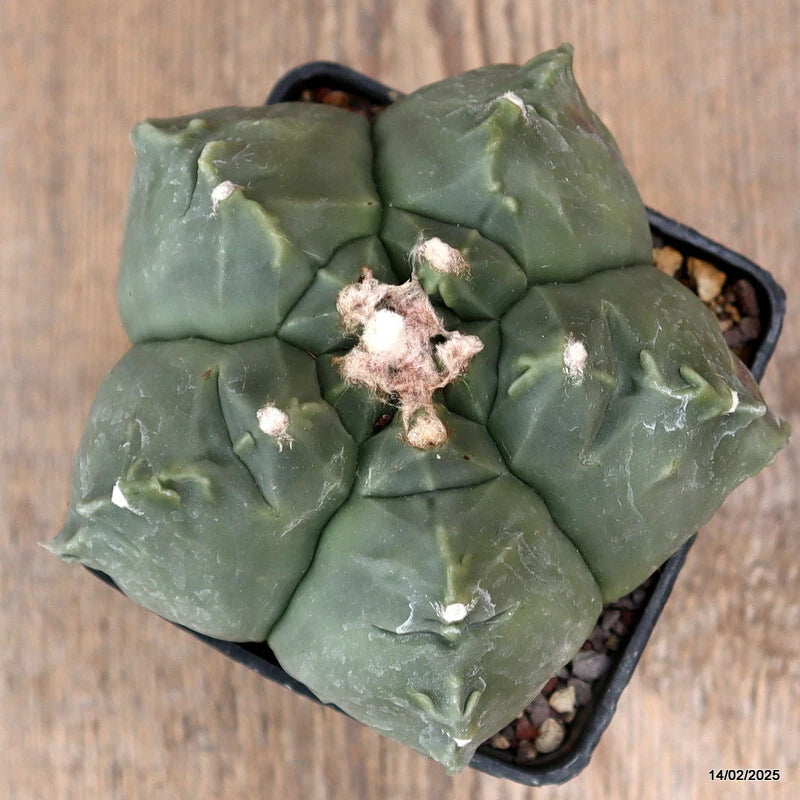 Potted green astrophytum cactus with star-shaped segments and pale spots in a black pot