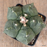 A8667 ASTROPHYTUM MYRIOSTIGMA FUKURYU KIKKO pot10-H10-W13 cm MaMa Cact Green Plant