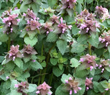 Organic Purple Dead-Nettle Lamium Purpuream Archangel Medicinal Herb FRESH SEEDS Flowering Plants