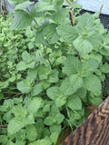 10 Live Root / Plant Cuttings Spearmint (mentha spicata) VA Wild Naturally Grown Green Plant