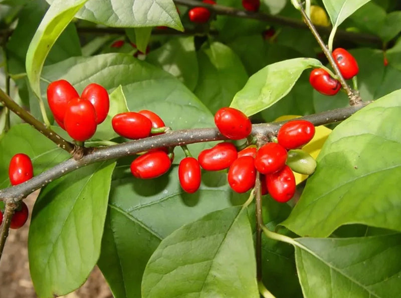 Native spicebush shrub branch with glossy green leaves and bright red berries