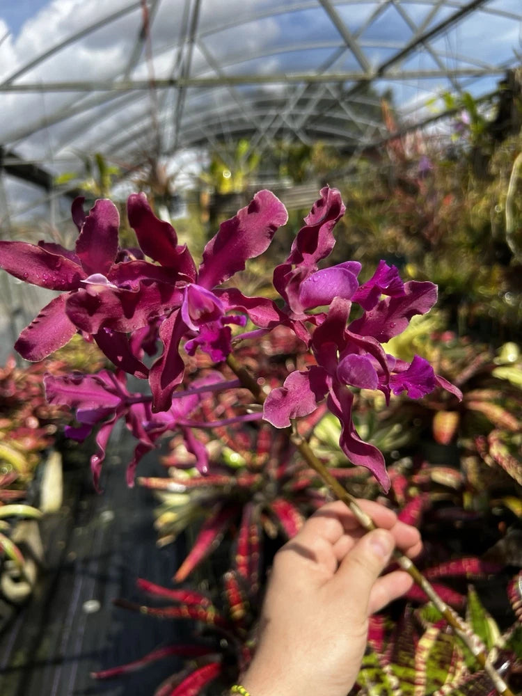 Purple magenta orchid flowers with ruffled petals on a blooming plant