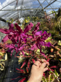 Shombocattleya Mem Louis ÒFuchsÓ Orchids