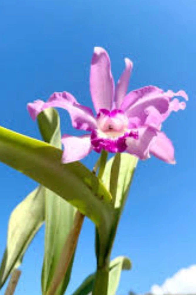Cattleya orchid plant with pink live blooms and green leaves on stems