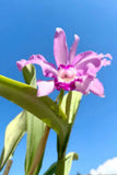 Cattleya Sexy Bee Live Blooming size Orchid Plant Pink Orchids