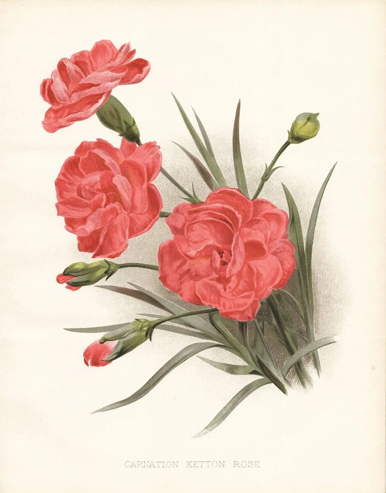Pink carnation rose botanical print with three flowers, buds, and green stems