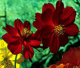 COSMOS SULPHUR LADYBIRD RED DWARF Cosmos Sulphureus  - 500 Bulk Seeds Garden Plants