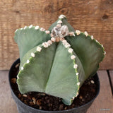 D4915 ASTROPHYTUM MYRIOSTIGMA NUDUM pot14-H13-W15 cm MaMa Cactus Green Plant
