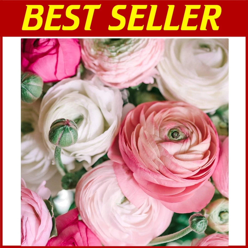 Heirloom Persian Buttercup - 10 Bulbs Ranunculus