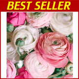 Heirloom Persian Buttercup - 10 Bulbs Ranunculus