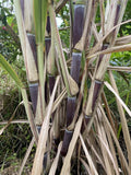Organically Grown SUGAR Cane SW Florida, 3 Large Cuttings.  12 inches each Green Plant