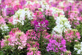 250 MIXED Colors QUEEN CLEOME (Spider Flower) Cleome Hassleriana Cleome Spinosa Flowering Plants