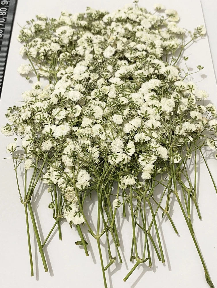 50 pcs White Baby's Breath Real Natural Dried Pressed Flowers for Resin Art C... Dried Flower