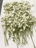 50 pcs White Baby's Breath Real Natural Dried Pressed Flowers for Resin Art C... Dried Flower