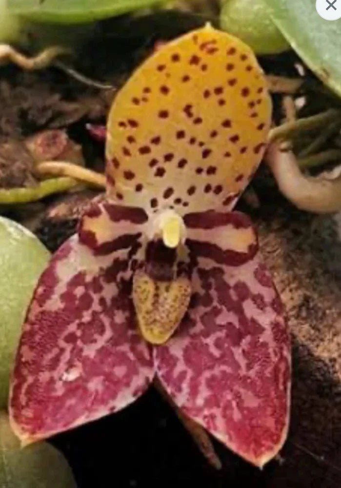 Orchid flower with spotted yellow petals and maroon speckled lip