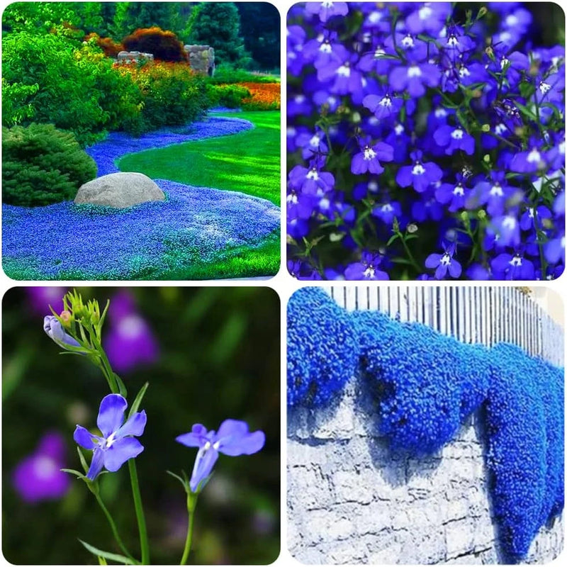 Blue creeping thyme ground cover with small purple-blue flowers in a garden bed