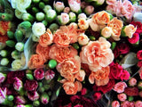 100 RAINBOW CARNATION Mix Mixed Colors Dianthus Caryophyllus Flower Seeds Carnation