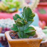 5CM Succulent Plant Crassula Quadrangularis_Multi-Head_Crassulaceae Garden Plant Garden Plants