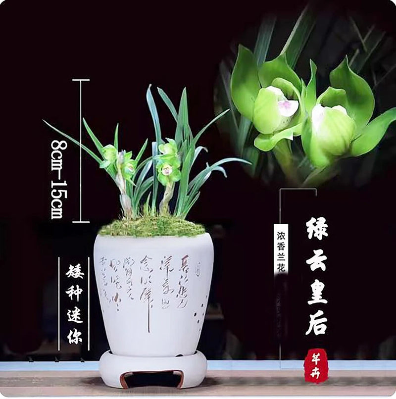 Green cymbidium orchid in white pot with green leaves and pale flowers