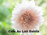 CafŽ Au Lait Dahlia Perennial Flower Seeds, 10+ Fresh seeds, Garden Favorite Garden Plants