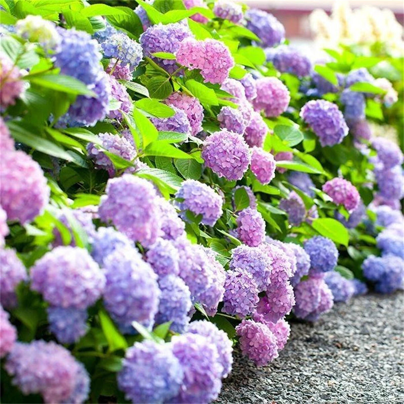 50 Hydrangea Seeds Perennial Garden Shrub Flowers Flower Bush Seed Hydrangea
