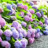 50 Hydrangea Seeds Perennial Garden Shrub Flowers Flower Bush Seed Hydrangea