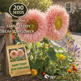 200 Giant Teddy Bear Sunflower Seeds Pink Heirloom Garden Flower Easy Grow Sunflower