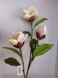 Magnolia stem bush CREAM with Green highlights Green Plant