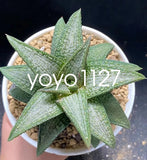 Haworthia Hybrid Kintaikyo Succulent  Plant Home Garden Beautiful Plant7-9 Garden Plants
