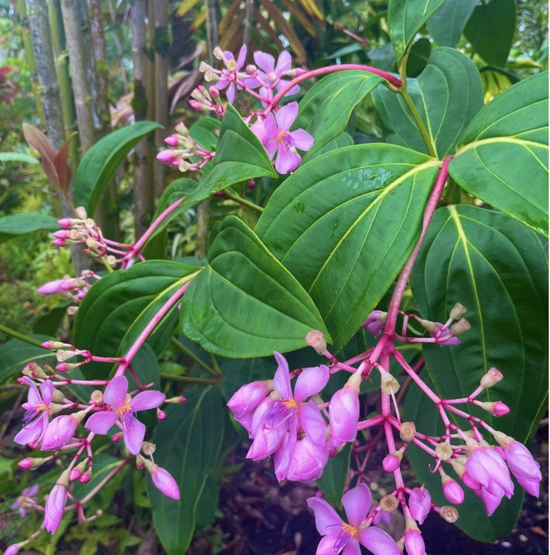Medinilla Apoensis "Philippine PinkÓ Live Flowering Plant Orchids
